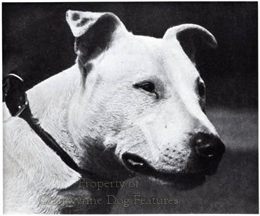 Old style sales bull terrier